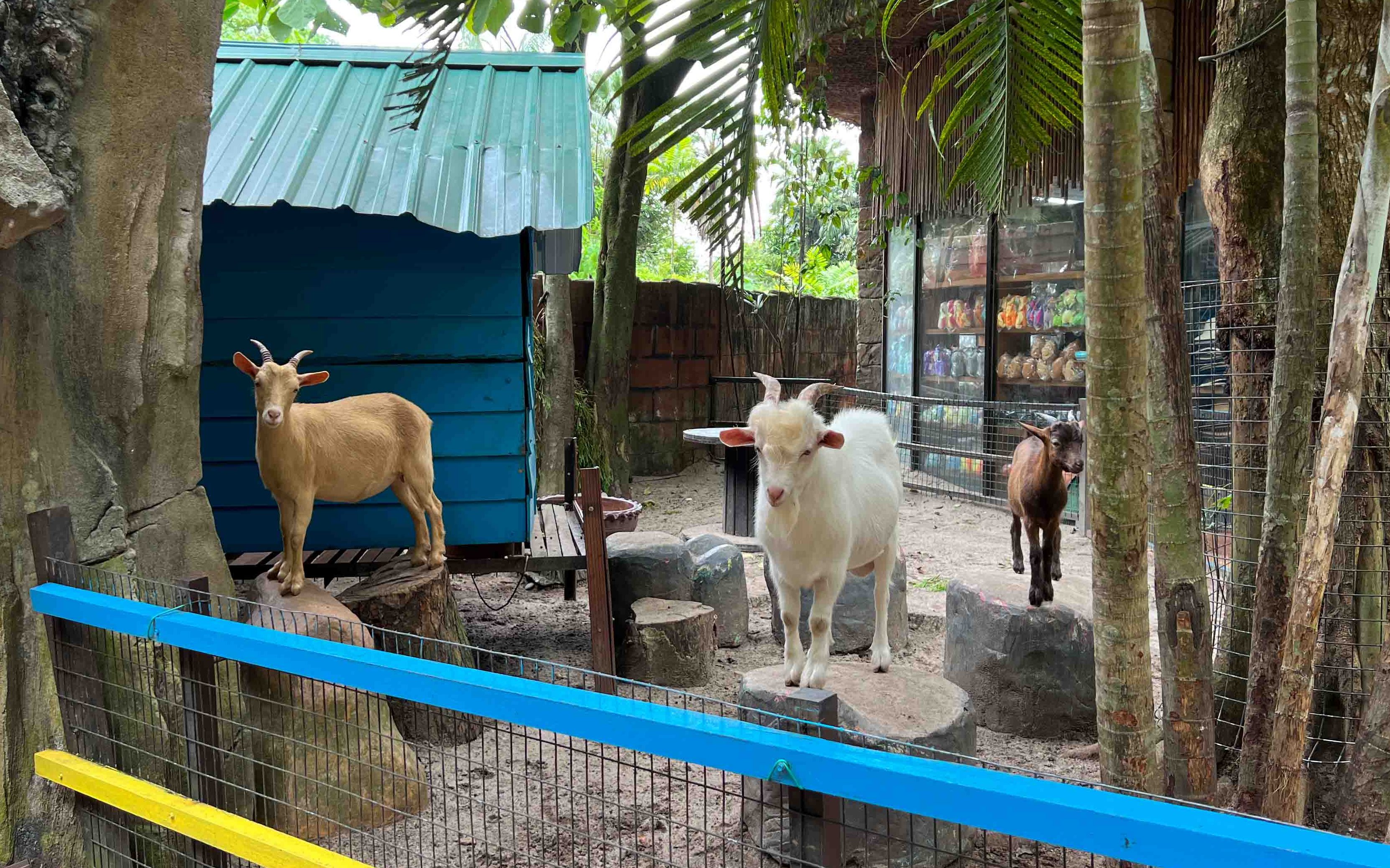 Goats enclosure