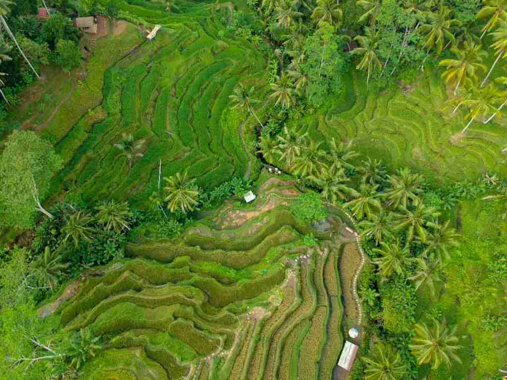 Tegallalang Rice Terrace – Bali itinerary
