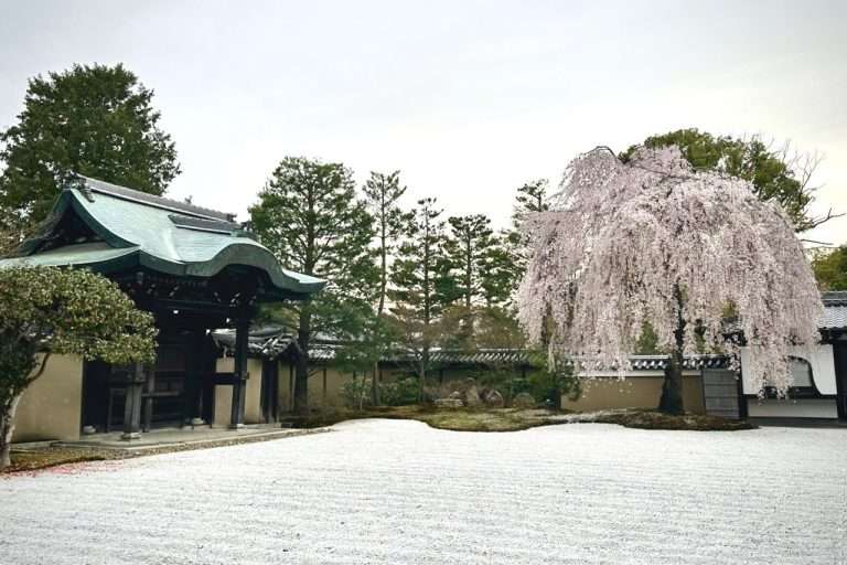 Kodaiji's shidare-zakura