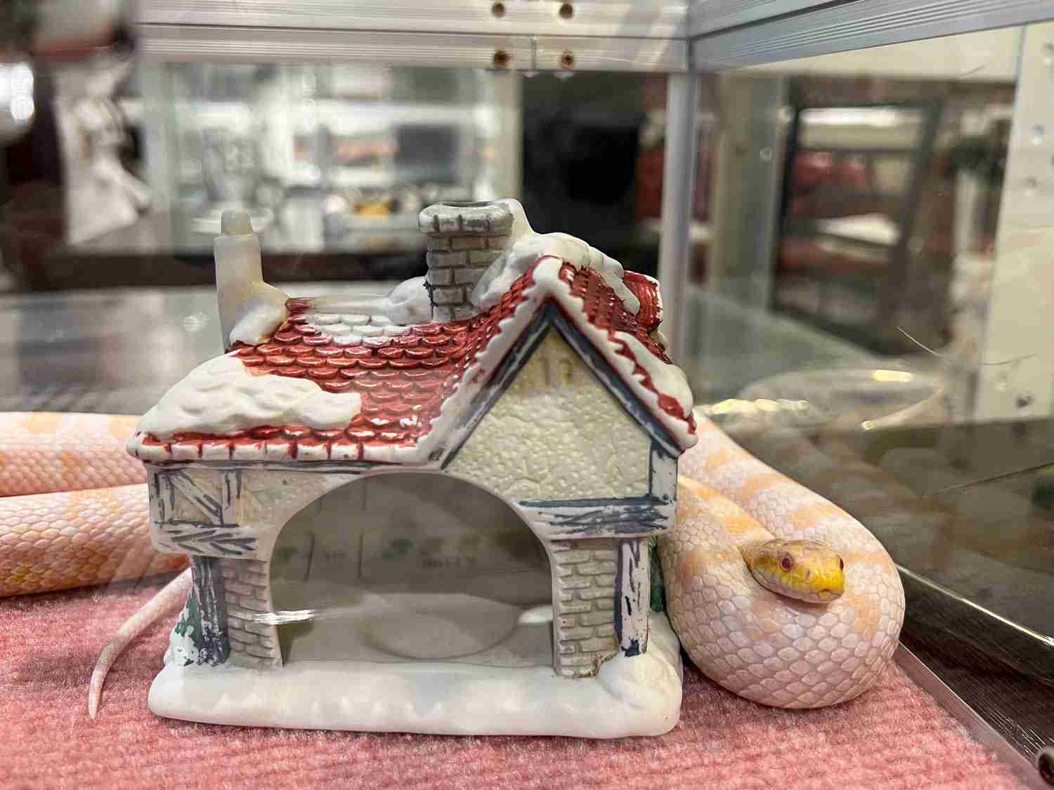 Tokyo Snake Center Snake Attendant - Animal Cafes In Japan