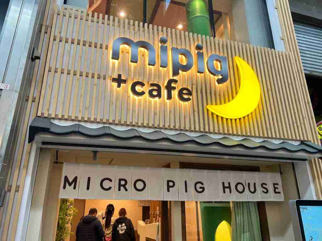 Mipig cafe - Animal Cafes in Japan