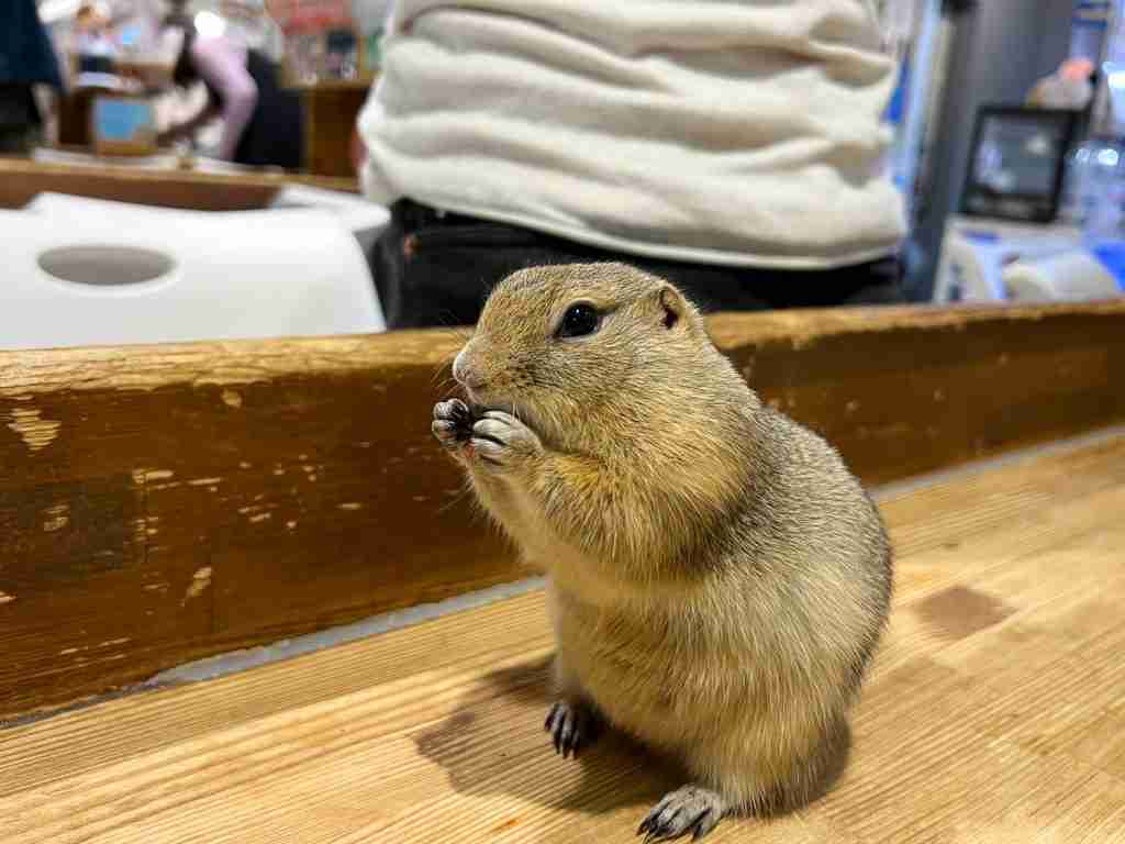 Gopher - Animal Cafes in Japan