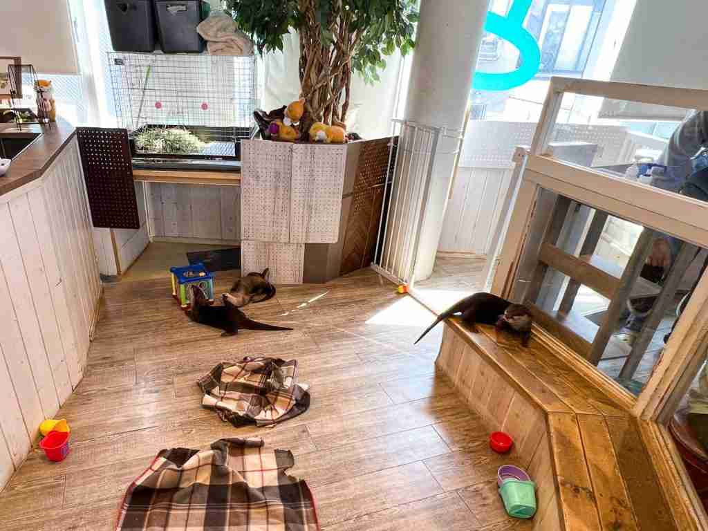 Otter play area - Animal Cafes in Japan