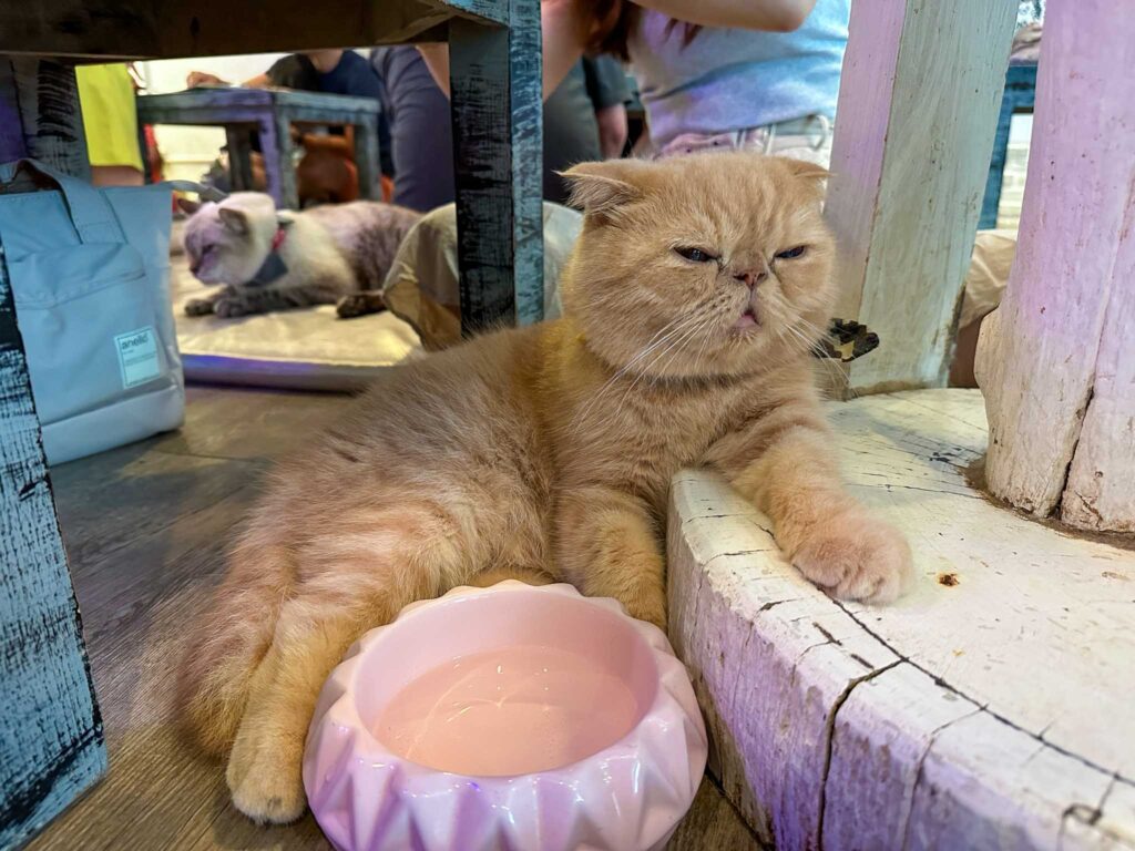 Caturday Cat Cafe - Animal Cafes in Bangkok